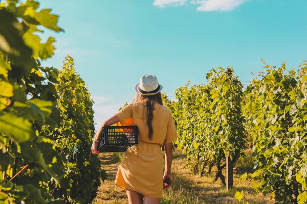 Comment organiser des vacances en Italie avec des cours de cuisine et des visites de vignobles?